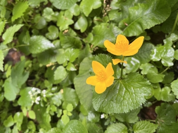 IMG_4930.jpeg